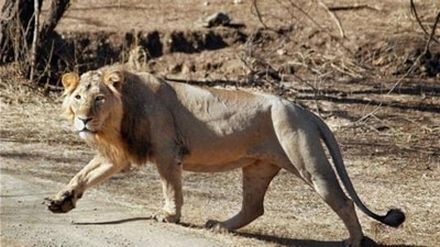 Gir Forest National Park, Gujarat: The only place where Asiatic lions can be found in the wild, the park also has a variety of other wildlife including leopards, crocodiles and various species of deer and birds. Visitors can take jeep safaris to see the animals, and the park also offers bird watching and nature walks. (HT PHOTO ) Gir Forest National Park, Gujarat: The only place where Asiatic lions can be found in the wild, the park also has a variety of other wildlife including leopards, crocodiles and various species of deer and birds. Visitors can take jeep safaris to see the animals, and the park also offers bird watching and nature walks. (HT PHOTO )
