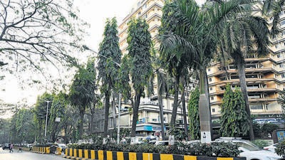 Mumbai, India - January 20, 2023: The well-shaded road that connects the Bandra fire station to Bandra-Worli Sea Link promenade (KC Marg) may lose 30 trees to civic maintenance works, as the Brihanmumbai Municipal Corporation (BMC) plans to revamp the central median on which they are planted, in Mumbai, India, on Friday, January 20, 2023. (Photo by Vijay Bate/HT Photo) (HT PHOTO) Mumbai, India - January 20, 2023: The well-shaded road that connects the Bandra fire station to Bandra-Worli Sea Link promenade (KC Marg) may lose 30 trees to civic maintenance works, as the Brihanmumbai Municipal Corporation (BMC) plans to revamp the central median on which they are planted, in Mumbai, India, on Friday, January 20, 2023. (Photo by Vijay Bate/HT Photo) (HT PHOTO)