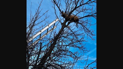 The image shows the dog that was rescued by firefighters after it got stuck on a tree while chasing a squirrel. (Instagram/@caldwellfireidaho)