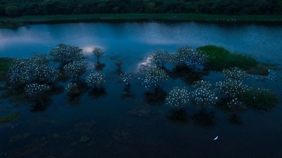 The image shows egrets perched on trees. (Twitter/@supriyasahuias)