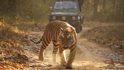 Kanha National Park, Madhya Pradesh: Known for its population of barasingha (swamp deer) and tigers, the park also has a variety of other wildlife including leopards, sloth bears, and various species of deer and birds. Visitors can take jeep safaris to spot wildlife. (Wikimedia commons)