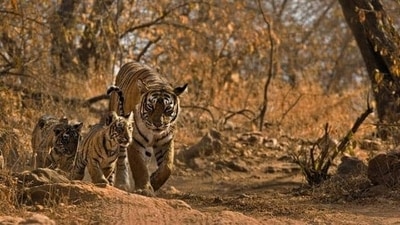 Ranthambore National Park, Rajasthan: A popular spot for tiger sightings and also home to leopards, crocodiles, and various bird species. The park has a rich history, and visitors can also explore the ruins of the Ranthambore Fort. Visitors can take jeep and canter safaris to see the animals. The park also offers bird watching and nature walks. (HT Gallery ) Ranthambore National Park, Rajasthan: A popular spot for tiger sightings and also home to leopards, crocodiles, and various bird species. The park has a rich history, and visitors can also explore the ruins of the Ranthambore Fort. Visitors can take jeep and canter safaris to see the animals. The park also offers bird watching and nature walks. (HT Gallery )