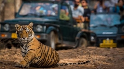 Jim Corbett National Park, Uttarakhand: India's first national park, home to the Bengal tiger, as well as leopards, elephants, and over 600 species of birds. The park also has a rich variety of birds and other species of deer. Visitors can take jeep safaris to spot wildlife. (HT Gallery ) Jim Corbett National Park, Uttarakhand: India's first national park, home to the Bengal tiger, as well as leopards, elephants, and over 600 species of birds. The park also has a rich variety of birds and other species of deer. Visitors can take jeep safaris to spot wildlife. (HT Gallery )