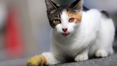 What to do if your pet is injured; expert on first aid tips (Pixabay) What to do if your pet is injured; expert on first aid tips (Pixabay)