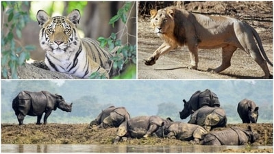 India is a land of diverse wildlife and offers a wide range of options for wildlife enthusiasts. From the one-horned rhinoceroses of Kaziranga National Park to the Bengal tigers of Sundarbans National Park, there is a wealth of animal life to discover. Whether you're interested in bird watching, nature walks, or safaris, India has something to offer. In this article, we will take a closer look at some of the top destinations for wildlife enthusiasts in India, including information on the types of animals you can expect to see and the activities that are available. (HT photo) India is a land of diverse wildlife and offers a wide range of options for wildlife enthusiasts. From the one-horned rhinoceroses of Kaziranga National Park to the Bengal tigers of Sundarbans National Park, there is a wealth of animal life to discover. Whether you're interested in bird watching, nature walks, or safaris, India has something to offer. In this article, we will take a closer look at some of the top destinations for wildlife enthusiasts in India, including information on the types of animals you can expect to see and the activities that are available. (HT photo)