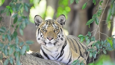 Bandhavgarh National Park, Madhya Pradesh: A popular destination for tiger spotting, the park also has a variety of other wildlife including leopards, sloth bears, and various species of deer and birds. To see animals, tourists can go on jeep safaris. It's a must visit destination for wildlife photographers and enthusiasts. (Sanjay Shukla/HT PHOTO) Bandhavgarh National Park, Madhya Pradesh: A popular destination for tiger spotting, the park also has a variety of other wildlife including leopards, sloth bears, and various species of deer and birds. To see animals, tourists can go on jeep safaris. It's a must visit destination for wildlife photographers and enthusiasts. (Sanjay Shukla/HT PHOTO)