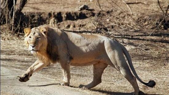 Around half of Gujarat’s 674 Asiatic lions— about 325 to 350—lived in Gir. (HT PHOTO (Representative))