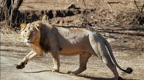 Asiatic lion spotted in Gujarat's Barda for 1st time since 1879