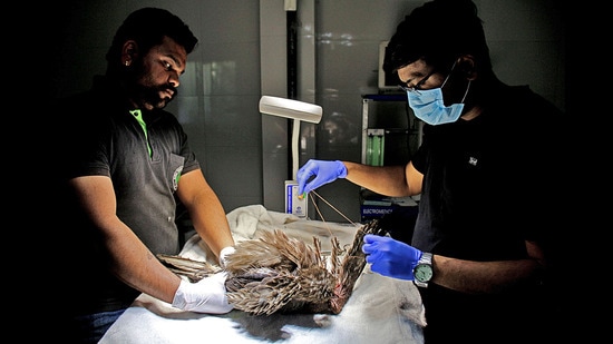 Staff of animal rescue and rehabilitation center, Pune removing manja from wings of a kite at a center in Katraj. (RAVINDRA JOSHI/ HT PHOTO)