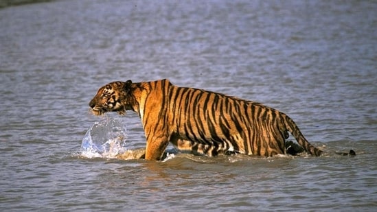 Sundarbans National Park, West Bengal: The largest mangrove forest in the world, the park is home to Bengal tigers and estuarine crocodiles.  It also has a variety of other wildlife including spotted deer, saltwater crocodiles, and various types of birds.  Visitors can take boat safaris to spot wildlife (file photo)