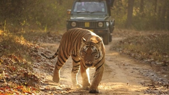Kanha National Park, Madhya Pradesh: Known for its population of barasingha (swamp deer) and tigers, the park also has a variety of other wildlife including leopards, sloth bears, and various species of deer and birds. Visitors can take jeep safaris to spot wildlife.(Wikimedia commons)