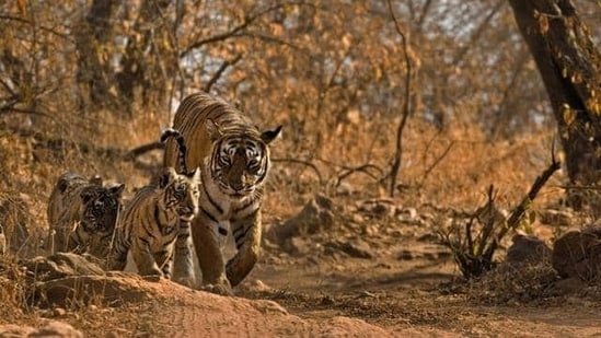 Ranthambore National Park, Rajasthan: A popular place for tiger watching and also home to tigers, crocodiles and various bird species.  The park has a rich history, and visitors can also explore the ruins of Ranthambore Fort.  Visitors can take jeep rides and safaris to see the animals.  The park also offers bird watching and nature walks.  (HT Gallery)