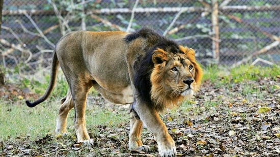 Asiatic lions. (Parveen Kumar/HT archive)