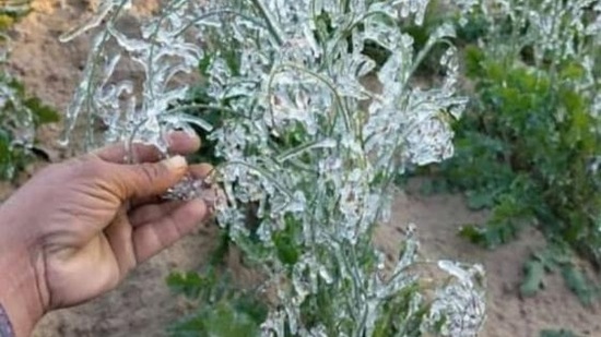 Minimum temperatures in most places of Haryana and Punjab on Friday registered a slight increase giving relief to people from severe cold weather conditions. (HT Photo)
