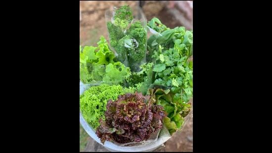 Hydroponic produce from a nearby farm that Bhatia curates. A box for people to buy fresh veggies that could last for 10-12 days—priced at Rs.1000 for a set of more than 10 items.