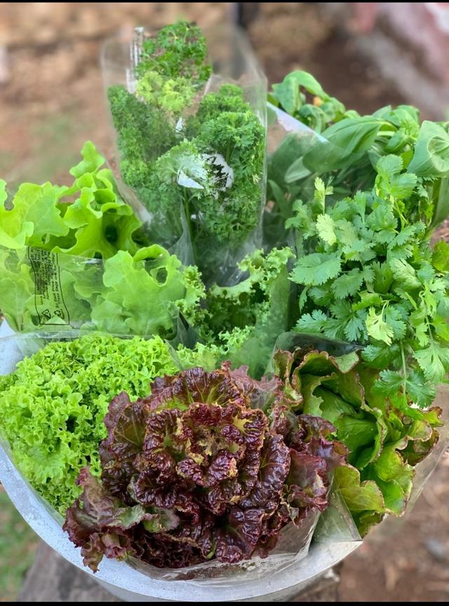 Hydroponic produce from a nearby farm that Bhatia curates. A box for people to buy fresh veggies that could last for 10-12 days—priced at Rs.1000 for a set of more than 10 items. Hydroponic produce from a nearby farm that Bhatia curates. A box for people to buy fresh veggies that could last for 10-12 days—priced at Rs.1000 for a set of more than 10 items.