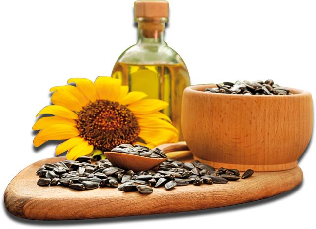 Research shows sunflower oil is unstable at high temperatures Research shows sunflower oil is unstable at high temperatures