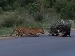 The fierce protectiveness of porcupines amazed netizens. (twitter) The fierce protectiveness of porcupines amazed netizens. (twitter)