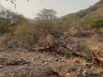 Trees felled in the Aravalli in Sohna. (HT Photo)
