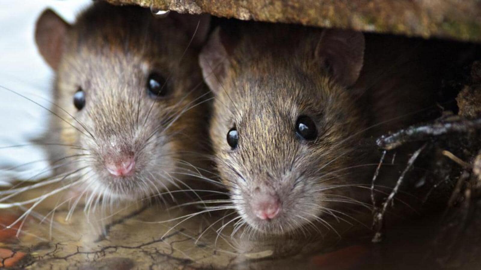 Rats nibbled eye of 2 bodies, claim MP hospital doctors