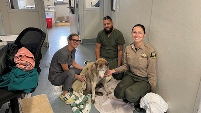 The image shows the rescued dog. (Facebook/@County of San Diego - Government ) The image shows the rescued dog. (Facebook/@County of San Diego - Government )