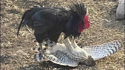 Jay, the rooster, makes the hawk bite the dust. (PHOTO: SHASTA SCHLITT) Jay, the rooster, makes the hawk bite the dust. (PHOTO: SHASTA SCHLITT)