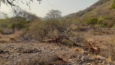 Trees felled in the Aravalli in Sohna. (HT Photo) Trees felled in the Aravalli in Sohna. (HT Photo)