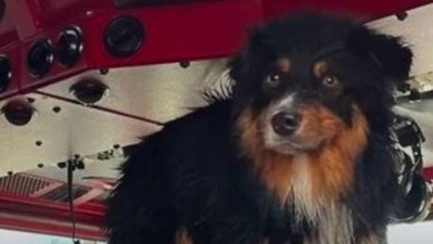 Seamus was swept away by floodwaters in California. (ABC News)