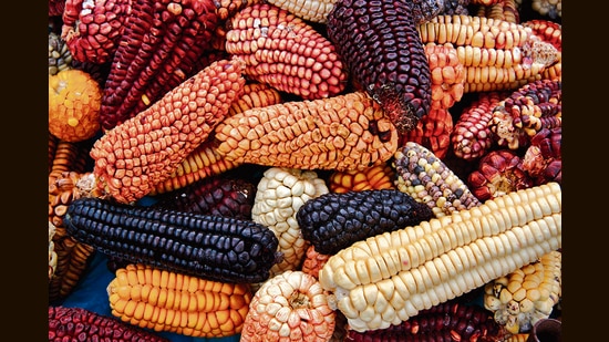 Maize is a fast learner, adapting to varying environmental conditions. Even today, as a result, it looks vastly different in different parts of the world, ears sprouting a range of colours, textures and kernel sizes. (Shutterstock)