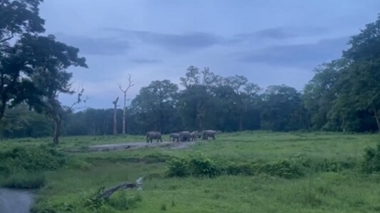 The image, taken from the ‘music of forest’ video, shows a few elephants in a jungle. (Twitter/@ParveenKaswan)