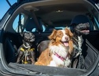 Pet care tips: Things to keep in mind while planning pet relocation, travelling with pets (Kampus Production) Pet care tips: Things to keep in mind while planning pet relocation, travelling with pets (Kampus Production)