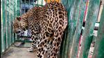 Forest officials are searching for a leopard that claimed the life of a 60-year-old woman in Kannayakanahalli on Friday (ANI) Forest officials are searching for a leopard that claimed the life of a 60-year-old woman in Kannayakanahalli on Friday (ANI)