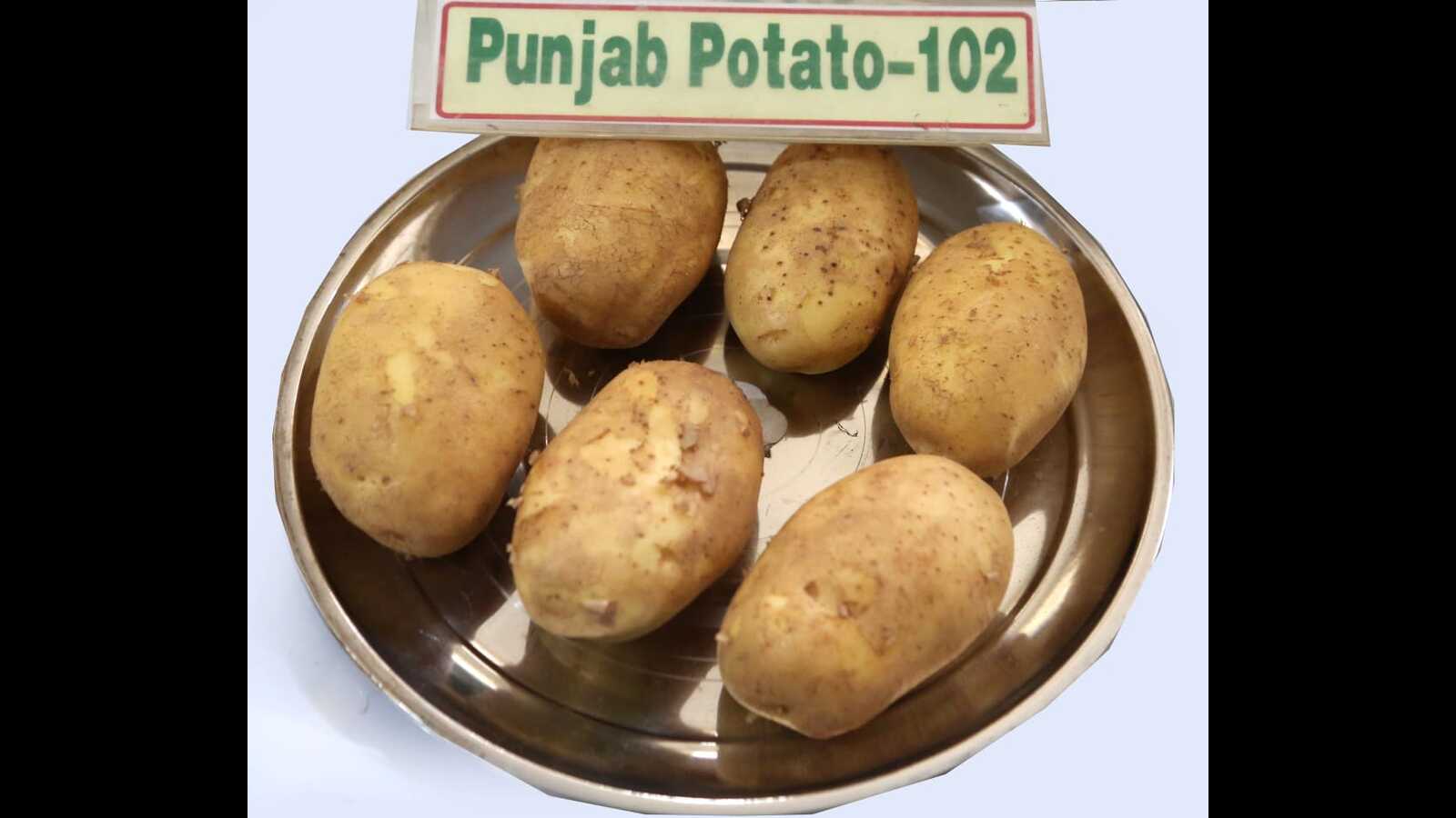 Dragon fruit, apple could soon be growing in Punjab, PAU develops new