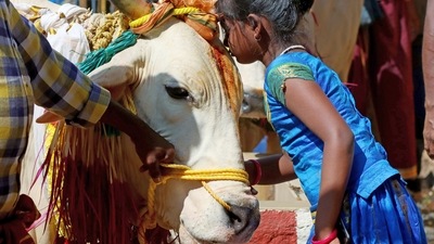 The Gujarat court order said wealth is gained where cows are happy.