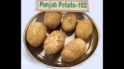 After Punjab Agricultural University (PAU) successfully experimented with the cultivation of dragon fruit, apple, tarwanga and many other fruits, and vegetables in Punjab’s climatic conditions, these could soon be seen flowering and bearing fruits in the state. (HT Photo) After Punjab Agricultural University (PAU) successfully experimented with the cultivation of dragon fruit, apple, tarwanga and many other fruits, and vegetables in Punjab’s climatic conditions, these could soon be seen flowering and bearing fruits in the state. (HT Photo)