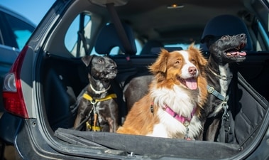 Pet care tips: Things to keep in mind while planning pet relocation, travelling with pets (Kampus Production)