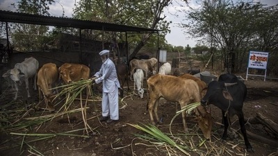 Chemical-laced fodder kill 32 buffaloes of a farmer in Gurugram. (Representational Image) (Pratik Chorge / HT Photo) Chemical-laced fodder kill 32 buffaloes of a farmer in Gurugram. (Representational Image) (Pratik Chorge / HT Photo)