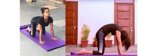 Marjariasana or the cat cow pose (Twitter/stacyhailey) Marjariasana or the cat cow pose (Twitter/stacyhailey)