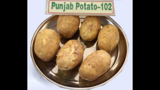 After Punjab Agricultural University (PAU) successfully experimented with the cultivation of dragon fruit, apple, tarwanga and many other fruits, and vegetables in Punjab’s climatic conditions, these could soon be seen flowering and bearing fruits in the state. (HT Photo)