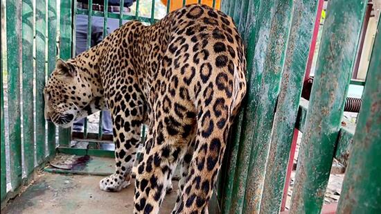 Leopard sighting stirs fear among residents in Bengaluru, advisories issued  to housing associations