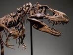 The presence of many nests in the same area suggests these dinosaurs exhibited colonial nesting behaviour like many modern birds. (Representational Image)(AFP via Getty Images) The presence of many nests in the same area suggests these dinosaurs exhibited colonial nesting behaviour like many modern birds. (Representational Image)(AFP via Getty Images)