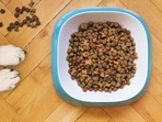 Best dog food