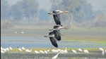 Experts, however, said that the Ramsar site tag alone may not help protect neglected wetlands, and that they need thorough legal protection through a notification under the Wetland Rules, 2017. (HT Archive) Experts, however, said that the Ramsar site tag alone may not help protect neglected wetlands, and that they need thorough legal protection through a notification under the Wetland Rules, 2017. (HT Archive)