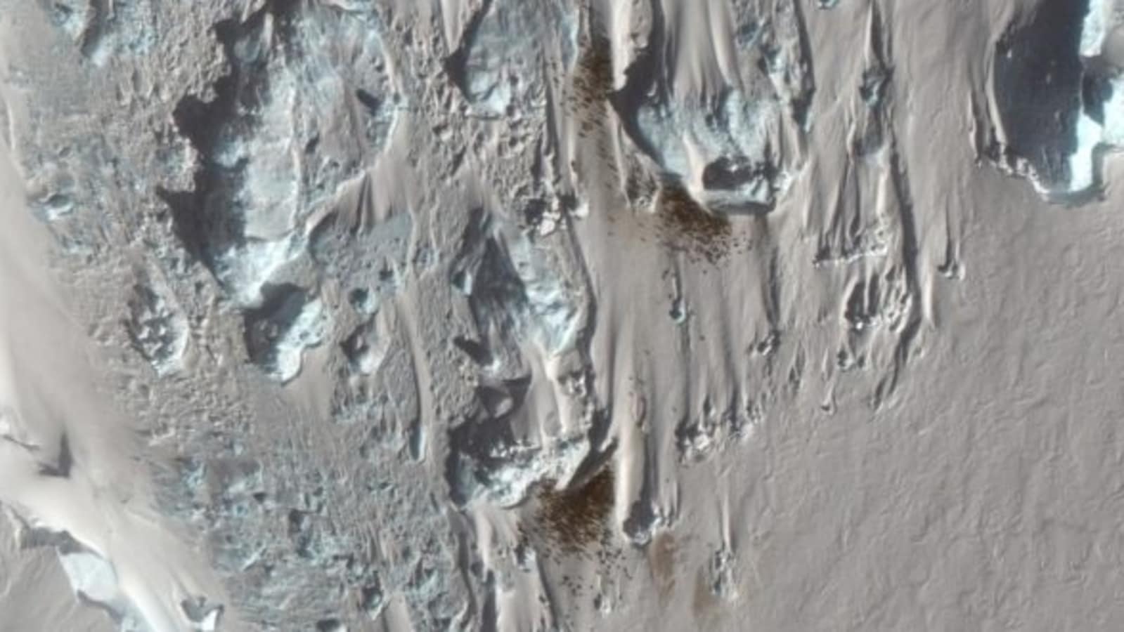 New penguin colony found in Antarctica, courtesy bird poop Report