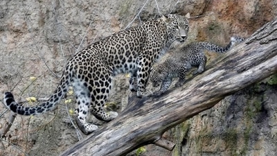CM Bommai to constitute special team for capturing leopard in Mysuru district CM Bommai to constitute special team for capturing leopard in Mysuru district