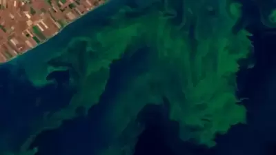 Participants have to study satellite images of inland water bodies, identify and segregate the algal blooms according to severity. (NASA) Participants have to study satellite images of inland water bodies, identify and segregate the algal blooms according to severity. (NASA)