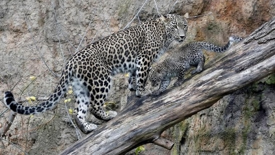 CM Bommai to constitute special team for capturing leopard in Mysuru district