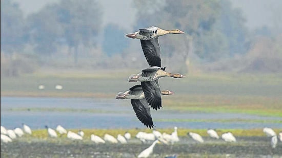 Experts, however, said that the Ramsar site tag alone may not help protect neglected wetlands, and that they need thorough legal protection through a notification under the Wetland Rules, 2017. (HT Archive)