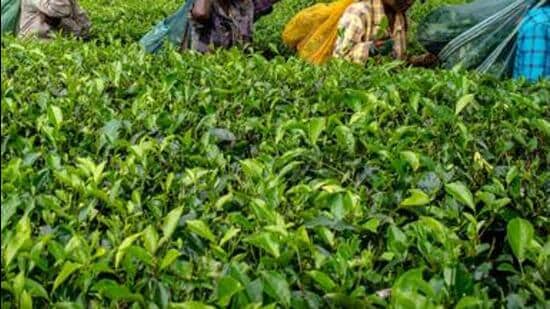 Former AANLA president D Nayak said they surrendered weapons with a belief that the government will protect the rights of the tribals in tea estates. (Sanjit Das/ Bloomberg File Photo)