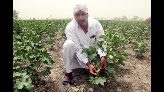 The researchers collected climate data from five weather observatories of the Punjab Agricultural University, including Ludhiana, Patiala, Faridkot, Bathinda, and SBS Nagar. (HT file photo)